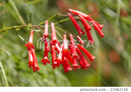 Hana herring 22462136