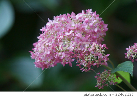Western Hydrangea Annabel A flower language is "dedicated love" Western Hydrangea Annabel A flower language is "dedicated love" 22462155