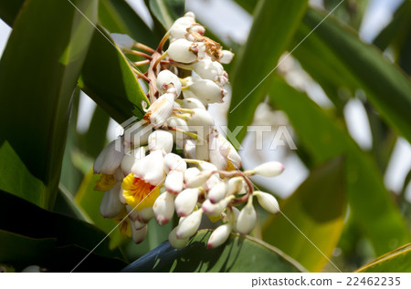 月亮桃花 22462235