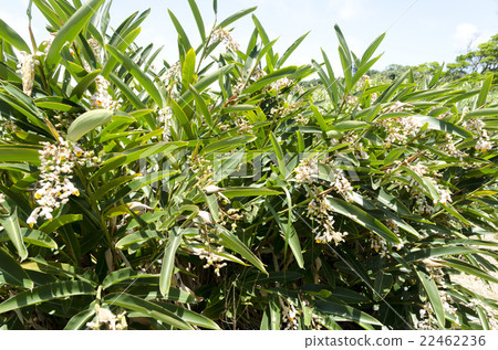 Moon peach blossom 22462236