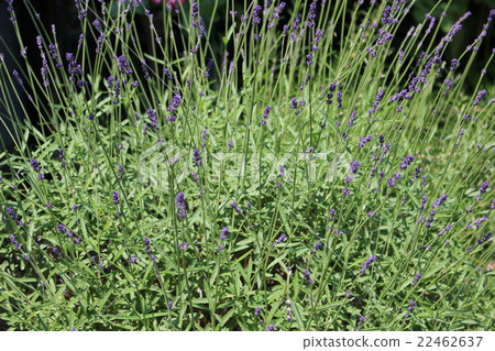 lavender 22462637