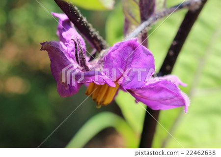 Eggplant flowers Eggplant flowers 22462638