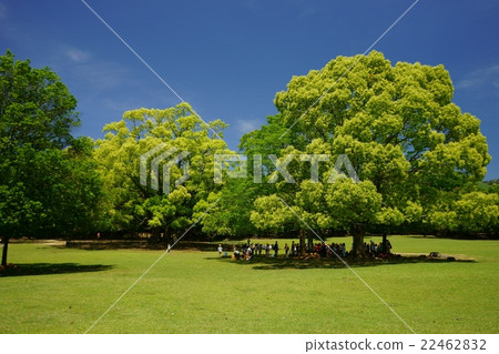 奈良公園·鮮綠色的大樹·樟樹1 22462832