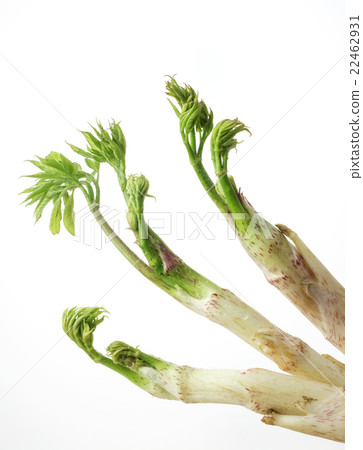 Udoed stem and leaves 22462931