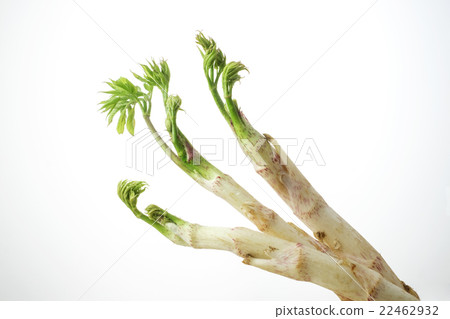 Udoed stem and leaves Udoed stem and leaves 22462932