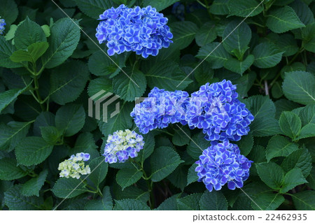 西方繡球花巴伐利亞花語言是“一個健康的女人” 西方繡球花巴伐利亞花語言是“一個健康的女人” 22462935