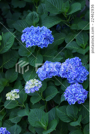 西方繡球花巴伐利亞花語言是“一個健康的女人” 西方繡球花巴伐利亞花語言是“一個健康的女人” 22462936