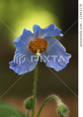 喜馬拉雅山的罌粟 喜馬拉雅山的罌粟 22463176