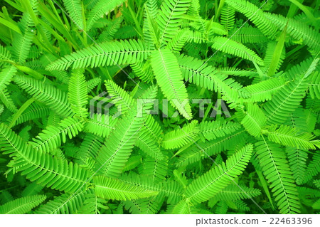 Fresh · Fresh material · Kawaratetsu Mei Fresh · Fresh material · Kawaratetsu Mei 22463396