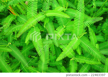 Fresh material · Kawaratetsu Mei Fresh material · Kawaratetsu Mei 22463397