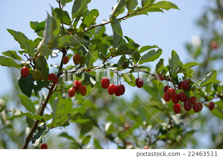 Nutsumi的果實 22463511