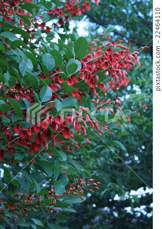 Summer flower American Dego flower language is "dream" 22464110