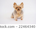 Yorkie 22464340