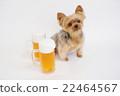 Beer and yorkies 22464567