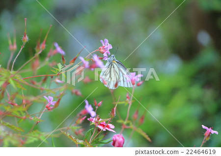 Butterfly in butterfly 22464619