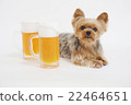 Beer and yorkies 22464651