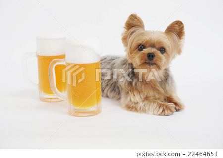 啤酒和約克 22464651