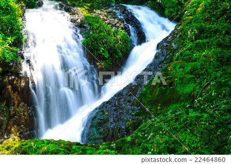 Shodogu Falls of the fresh green 22464860