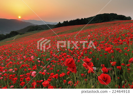 埼玉縣染在日落罌粟領域在天空中 22464918