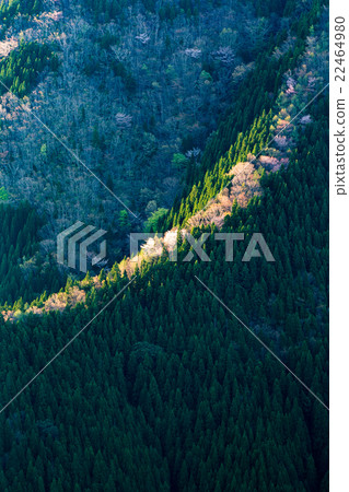 春天Normo山谷 22464980