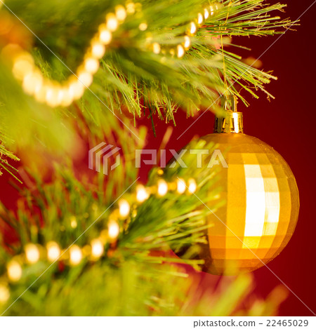 christmas tree 22465029