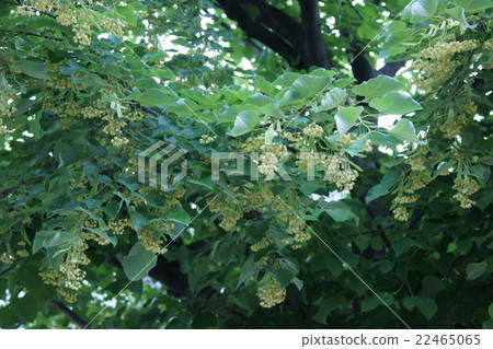 菩提樹bodaiju花語是 情侶愛 照片素材 圖片 圖庫