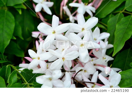 Hagoromo jasmine 22465190