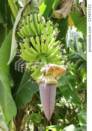 Island Banana Flower 22465322