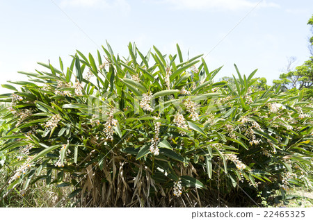 Moon peach blossom Moon peach blossom 22465325