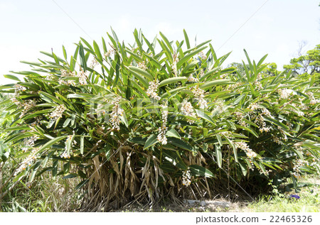 Moon peach blossom Moon peach blossom 22465326