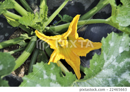 Zucchini's female flower 22465663