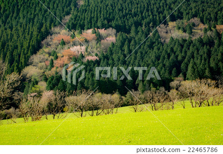 Kuzu Takahara Suzuumi 22465786