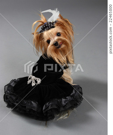 Dog Dog 22465800