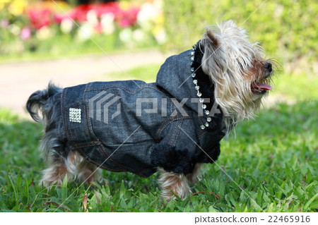 Dog Dog 22465916
