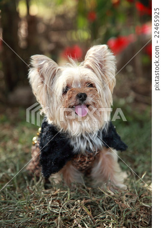 Dog Dog 22465925