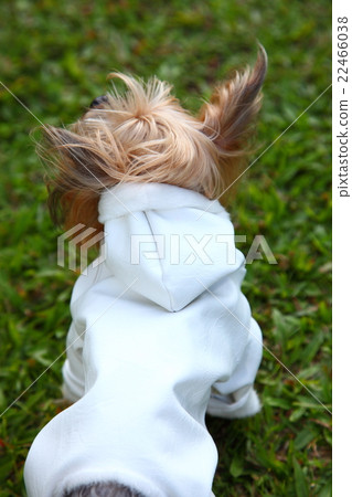 Dog 22466038