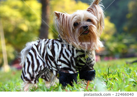 Dog 22466040