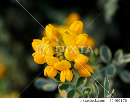 Colonilla·Valentina·Baliegata Colonilla·Valentina·Baliegata 22466176