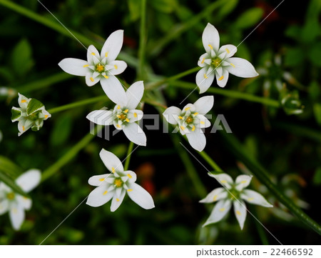 Allium Koigny Allium Koigny 22466592