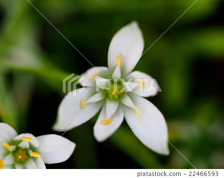 Allium Koigny Allium Koigny 22466593