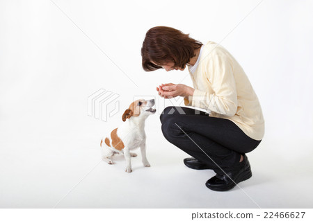 A woman and a puppy like a conversation A woman and a puppy like a conversation 22466627