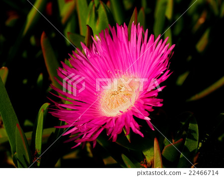 Carpoblossus·kirensis 22466714