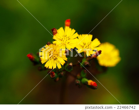 Onita Birako 22466742