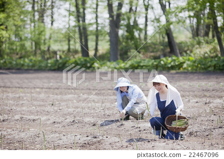 Aspara farmer Aspara farmer 22467096
