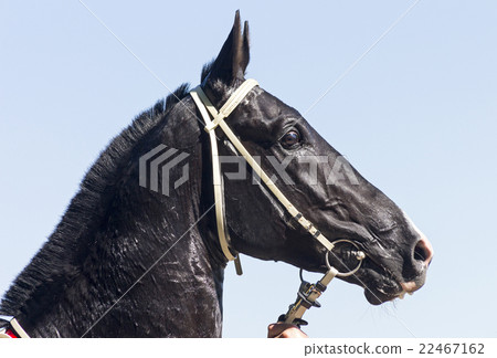 Portrait of raven horse 22467162