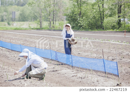 Aspara farmer 22467219