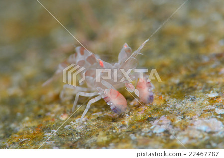 Horse deep-fried Horse deep-fried 22467787