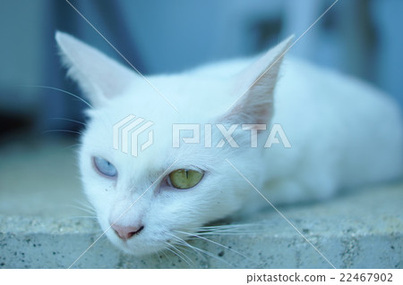 Oddai's white cat 22467902