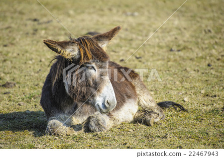 Portrait of a donkey 22467943