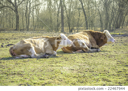 Two cows lying 22467944